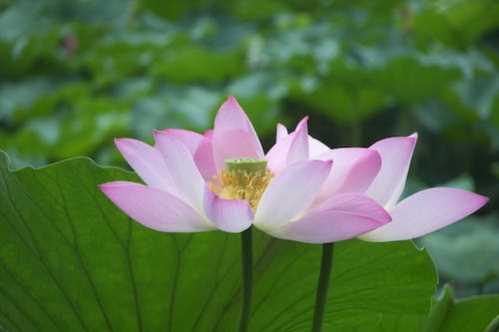 不穿球衣也帅！焦泊乔小狼尾发型场边支持球队