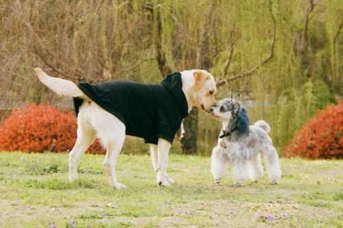 山东泰山U17队录像 U17联赛决赛第6轮 对战vs恒大足球学校U17队回放 2025年12月29日 10:00比赛视频完整直播回看