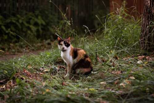 NBA国王沙波尼斯超大号双十险胜鹈鹕总教头布朗:真的太惊人了