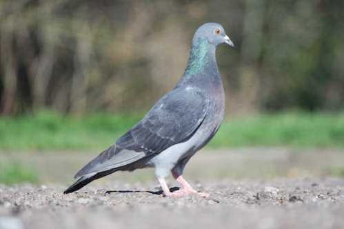 WNBA惊险逆转山猫!纽约自由人延长赛夺队史首冠