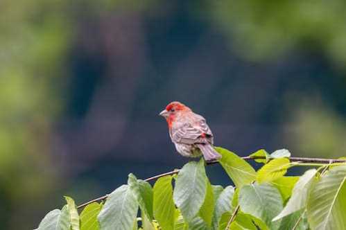 MLB职棒洋基道奇门票是去年世界大赛2倍票房收视有望再创巅峰