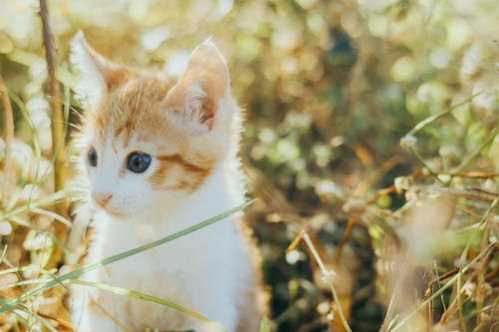 深圳队录像 CBA夏季联赛交叉赛 对战vs广厦队回放 2022年07月18日 13:30比赛视频完整直播回看