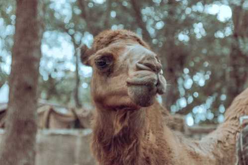 NBA命中致胜外线后跳舞庆祝巫师波尔：我总是能进关键球