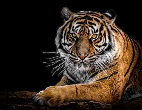 查里哈队录像 新加坡羽毛球女单 对战vs韩悦队回放 2022年07月14日 13:12:02比赛视频完整直播回看