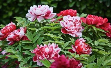 深圳队录像 CBA常规赛全场录像 对战vs回放 未知 深圳vs天津比赛视频完整直播回看