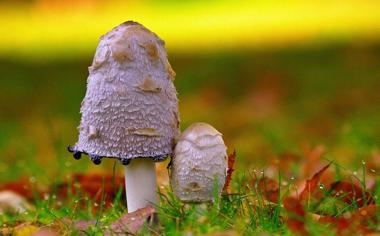 NBA厄文、葛林姆斯合砍54分无东契奇的独行侠退爵士收3连胜